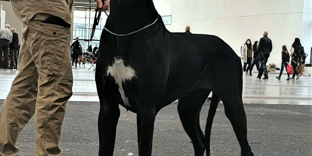 Black-Magic vom Mystic Star
